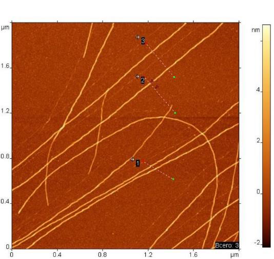 Амилоидные фибриллы бета-лактоглобулина на слюде.