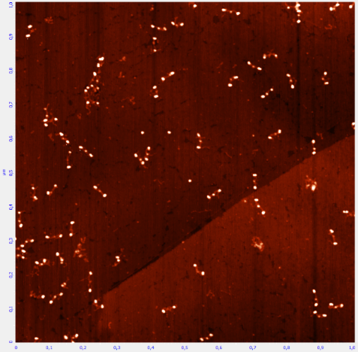 Молекулы фибриногена на модифицированном пиролитическом графите.