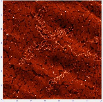 Молекулы гиалуроновой кислоты на модифицированном пиролитическом графите.