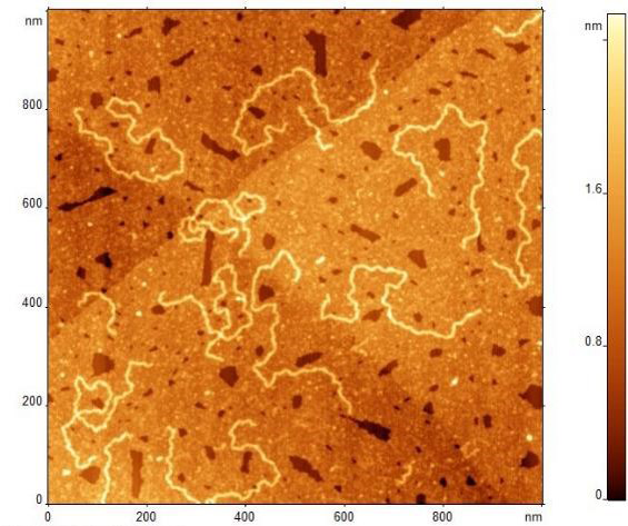 ДНК pUc19, нанесенная на положительно заряженный монослой аминоалкана.