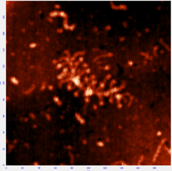 Молекулы фукоидана на модифицированном пиролитическом графите.
