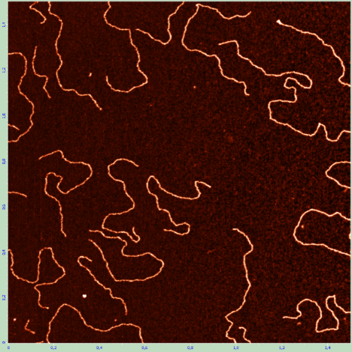 Молекулы ДНК на слюде.