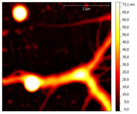 ДНК почки зеленой мартышки на поверхности кремния.