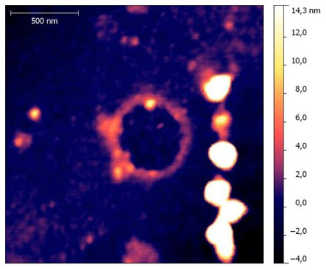 Синтезированный ДНК полимер Sigma 2 на поверхности титана на кремнии.