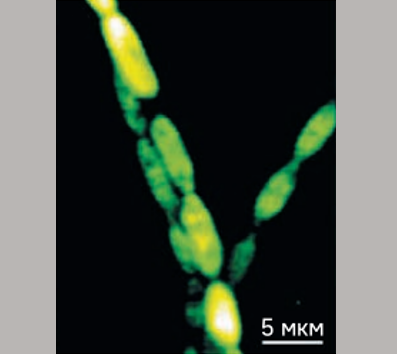 Конфокальная карта рамановского излучения при сдвиге 1524 см¯¹
