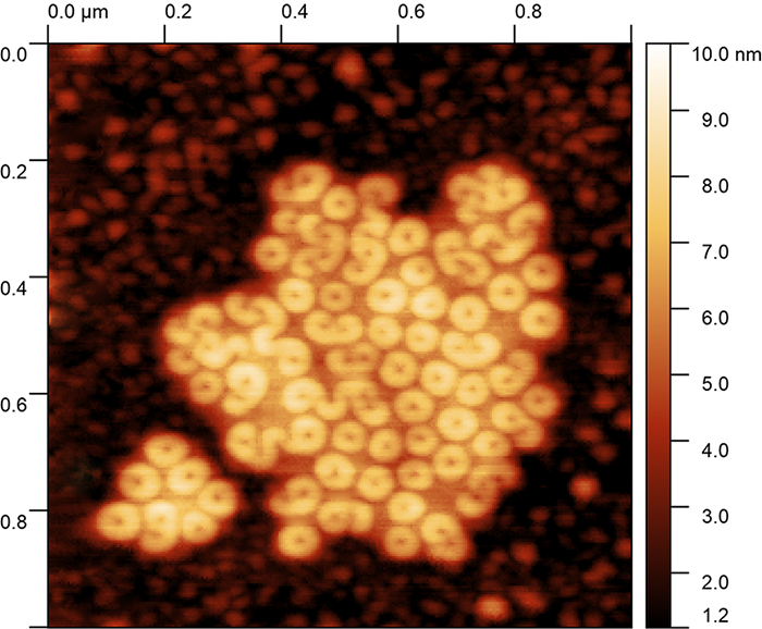 <p>Фторалканы. Полуконтактная АСМ.</p>