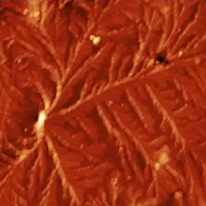 Топография. АСМ. Сплав LDPE@PP.