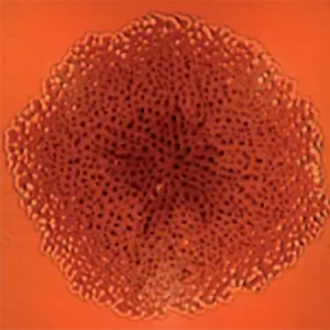 <p>Подложка SOI после осаждения Si:Er. Полуконтактная АСМ.</p>