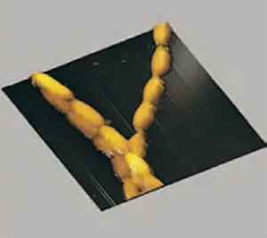 <p>Линия бета-каротина в клетках водорослей</p>